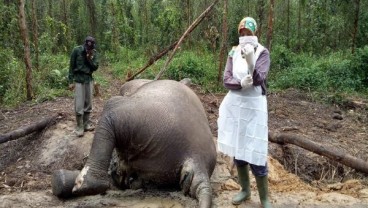 Gajah Mati di Bengkalis, BBKSDA Riau Ungkap Penyebabnya