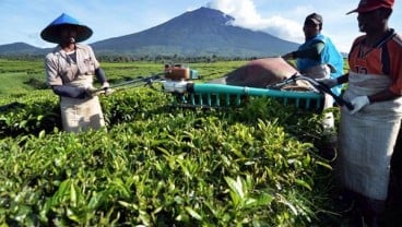 Ini Manfaat Minum Teh Bagi Tubuh