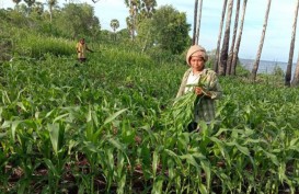 Ulat Grayak Sebabkan Panen Jagung di Flores Timur Turun