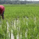 Sumsel Survei Geospasial Luasan Sawah Lima Kabupaten