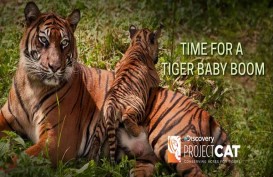 Sumsel Jadi Habitat 17 Ekor Harimau Sumatra