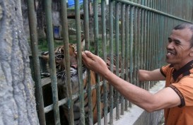 Harimau Pemangsa Manusia Tak Akan Dilepasliarkan