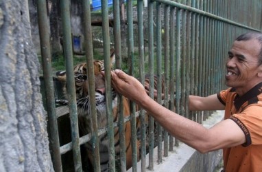 Harimau Pemangsa Manusia Tak Akan Dilepasliarkan