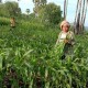 8 Ha Tanaman Jagung di Flores Timur Diserang Hama Tikus