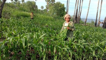 2.540 Ha Jagung di Sikka Dilalap Hama Ulat Grayak