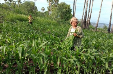 2.540 Ha Jagung di Sikka Dilalap Hama Ulat Grayak