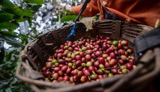 Peduli Petani Kopi, Asuransi Sinar Mas Donasikan Mesin Bor Tanah