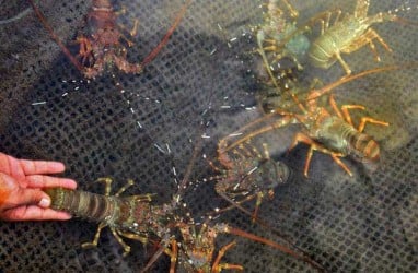 KKP Garap Budidaya Lobster Nasional