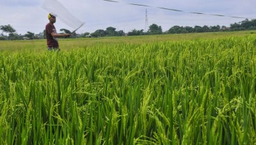 Program Benih Petani, Sang Hyang Seri Gandeng Inkopad 