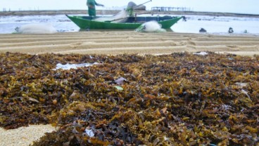 Parigi Moutong Produksi 13.000 Ton Rumput Laut 