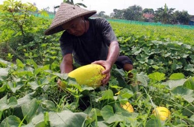 Stok Buah Impor Kosong, Kemendag Minta Peritel Alihkan ke Buah Lokal