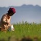 Petani di Madiun Khawatirkan Pemangkasan Kuota Pupuk Bersubsidi