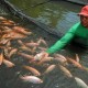 Produksi Benih Ikan Air Tawar di Ambon Dipacu