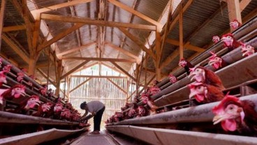 Produsen Pakan Ternak Terancam Gangguan Impor Bahan Baku