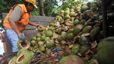 Gorontalo Perkuat Daya Saing Komoditas Kelapa