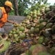 Gorontalo Perkuat Daya Saing Komoditas Kelapa