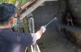 Pulau Timor Positif Terserang Flu Babi Afrika