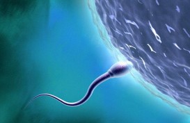 Pola Makan Memengaruhi Kualitas Sperma
