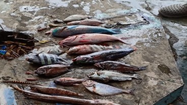 BKIPM Cek Fenomena Ratusan Ikan Mati di Pantai Falajawa Ternate