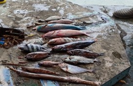BKIPM Cek Fenomena Ratusan Ikan Mati di Pantai Falajawa Ternate
