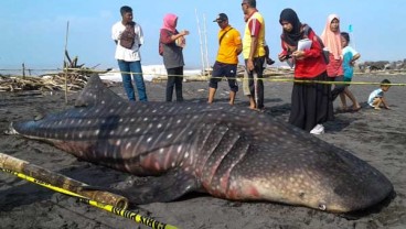 Hiu Paus Mati Terdampar di Pantai Congot, sudah Berkeliaran Beberapa Hari