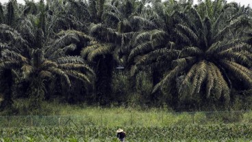  EMITEN PERKEBUNAN : Bottom Line  LSIP & SIMP Tertekan