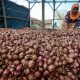 Produksi Bawang Merah Jatim Diperkirakan Surplus 277.733 Ton