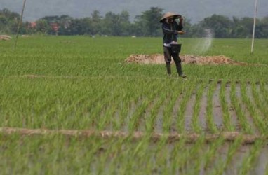 Indeks Nilai Tukar Petani Bali Meningkat 0,37 Persen