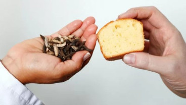 Apa Rasa Kue dari Bahan Baku Minyak Larva?