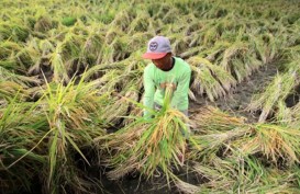 Produksi Gabah di Kaltim Turun, Kontribusi Ibu Kota Baru Naik