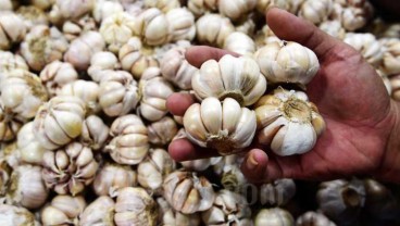 Impor Bawang Putih Disetop Akibat Corona, Produksi Domestik Perlu Dipacu