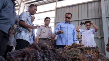 Menteri Edhy Lepas Ekspor Rumput Laut ke China