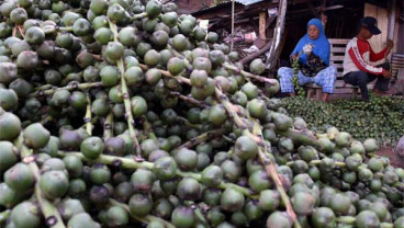 Perajin Kolang-Kaling Mulai Tingkatkan Stok
