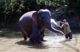 Babinsa Kodam Sriwijaya Meninggal Terinjak Gajah Liar