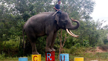 MELATIH GAJAH JINAK