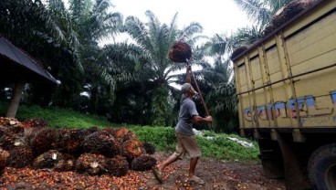 Indonesia dan Belanda Kerja Sama Kembangkan Industri Sawit