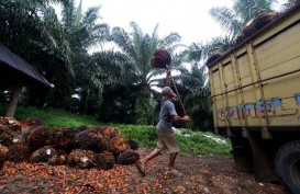 Indonesia dan Belanda Kerja Sama Kembangkan Industri Sawit