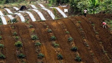 Petani Cabai di Mataram Diajak Adopsi Pola Baru Budi Daya