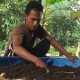 Sukses Membudidayakan Cacing, Kristianto: Ini Bisa Menjadi Alternatif Income Bagi Petani Sawit