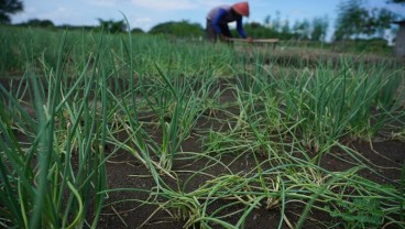 Petani Sumsel Mulai Tanam Bawang Putih