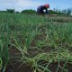 Petani Sumsel Mulai Tanam Bawang Putih