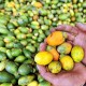 Cek Fakta: Tradisi Makan Sirih Pinang Papua Sebarkan Corona