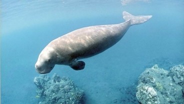 KKP Bebaskan Dugong Tangkapan Nelayan di Raja Ampat