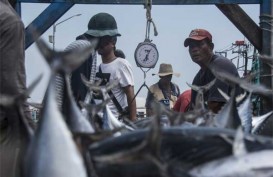 Pendapatan Pengecer Ikan Muara Angke Hancur-hancuran Dihajar Corona