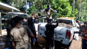 BKSDA Bengkulu Lepas Liar 56 Burung Dilindungi di Taman Nasional Bukit Barisan Selatan