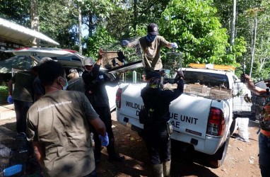 BKSDA Bengkulu Lepas Liar 56 Burung Dilindungi di Taman Nasional Bukit Barisan Selatan