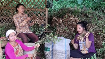 Kelompok Tani Hutan Tetap Panen di Tengah Wabah Corona