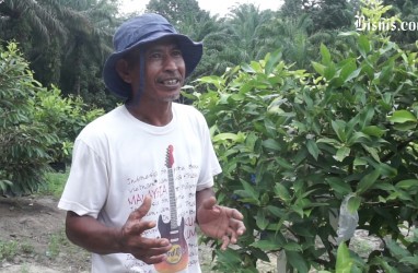 Serba Serbi Usaha, Menjelang Peremajaan Kebun Sawit