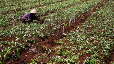 HARGA REMPAH MENINGKAT DIPASARAN
