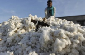 Dukung Industri Tekstil, Produktivitas Kapas Digenjot